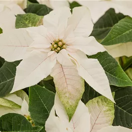 Euphorbia Princettia