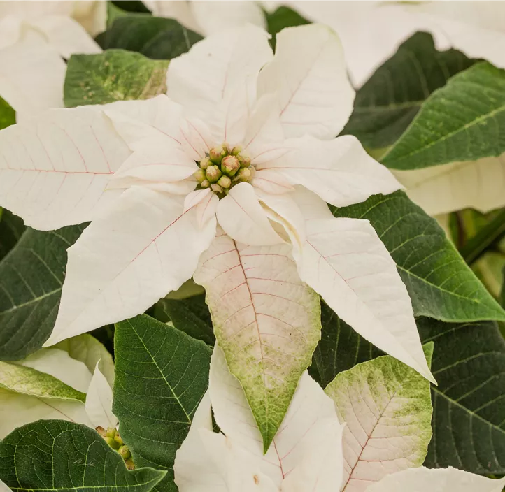 Herbststern 'Princettia® White'