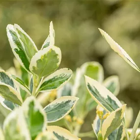 Euonmyus japonicus Bravo Spalier Kasten