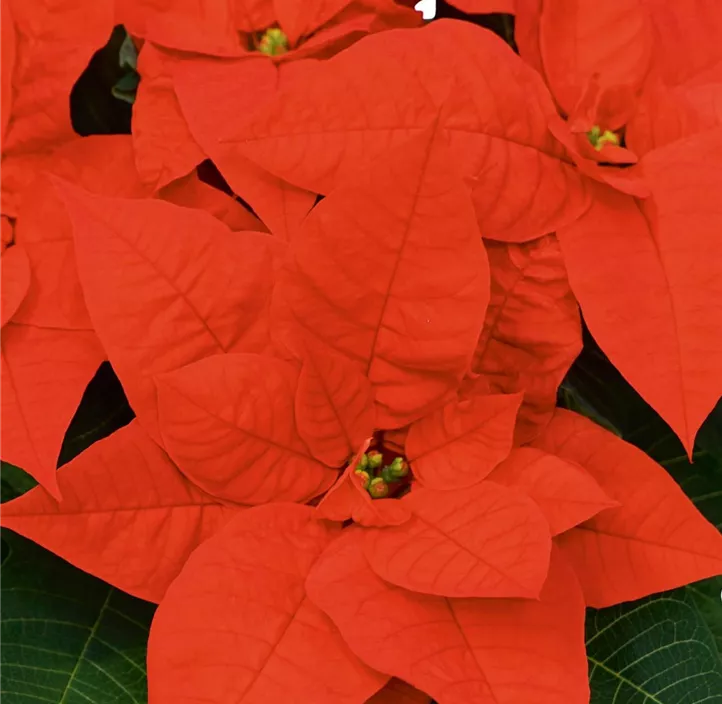 Weihnachtsstern 'Christmas Surprise'