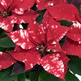 Euphorbia pulcherrima Fantasy Star