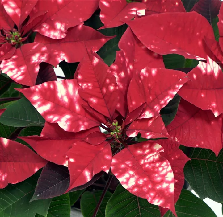 Weihnachtsstern 'Fantasy Star'®