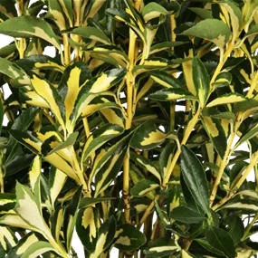 Euonmyus japonicus Mediopictus Spalier