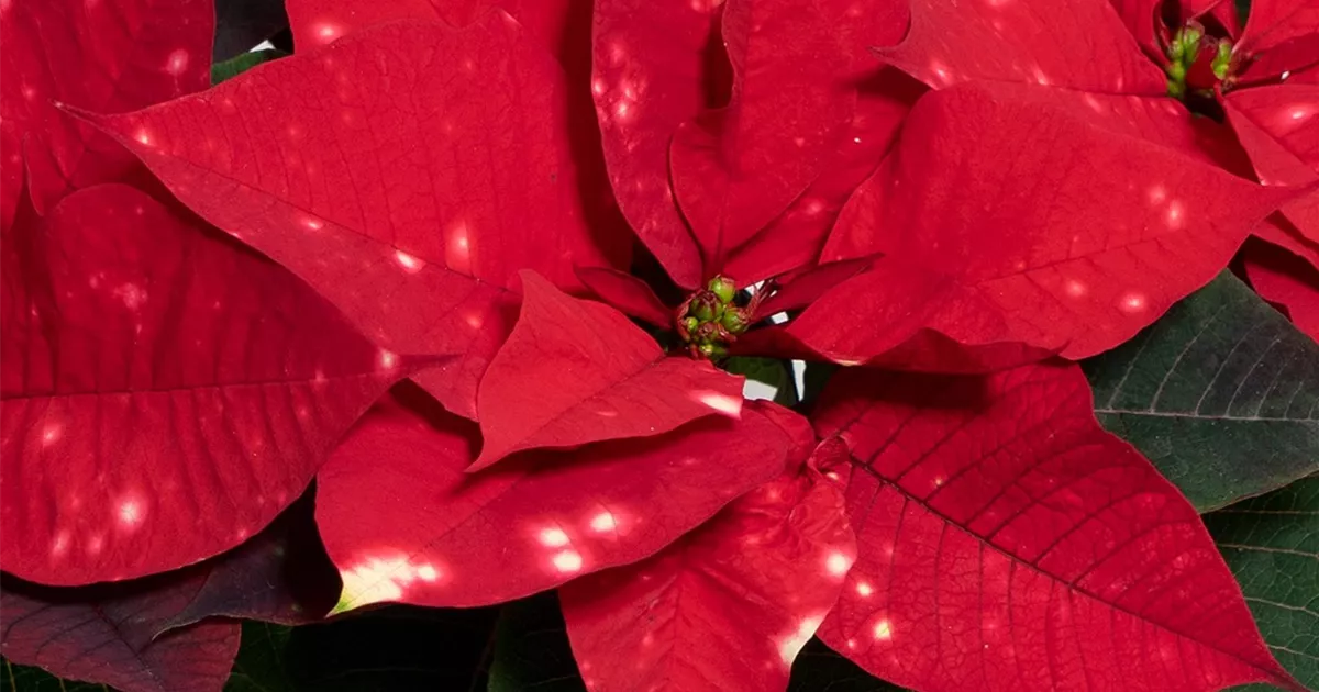 Euphorbia pulcherrima Sky Star, Weihnachtsstern 'SkyStar' - Bellaflora