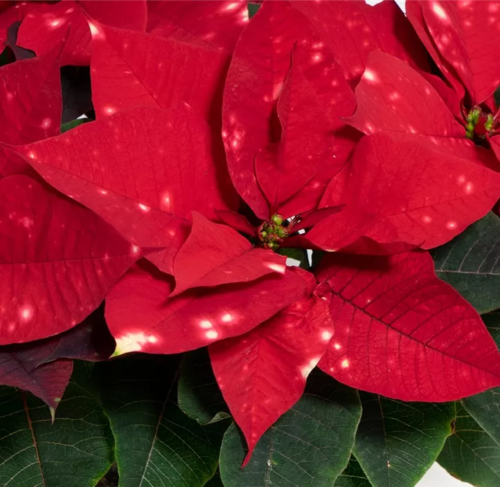 Weihnachtsstern 'SkyStar'®