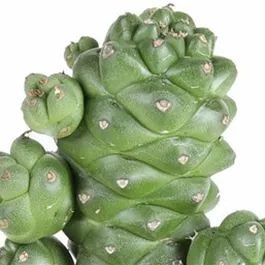 Euphorbia ritchiei