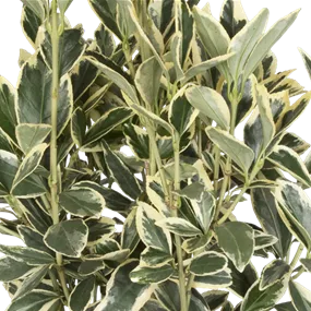 Euonymus Bravo Wolkenform