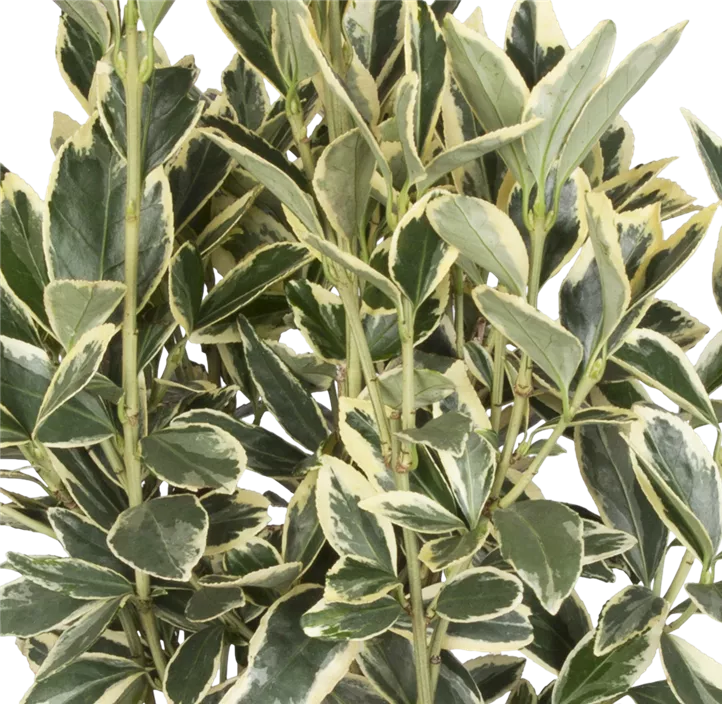 Japanspindel 'Bravo'