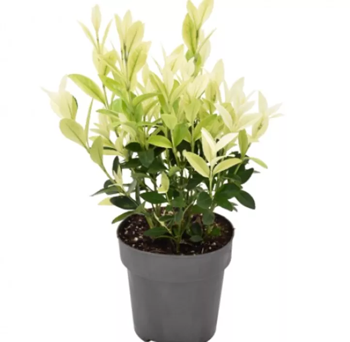 Japanspindel 'Extravaganza'