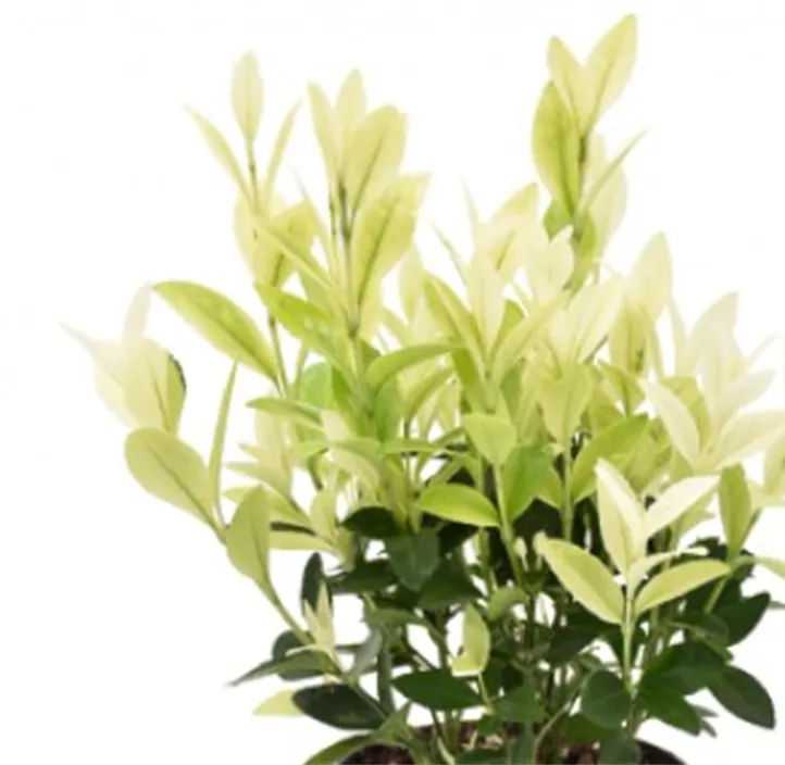 Japanspindel 'Extravaganza'