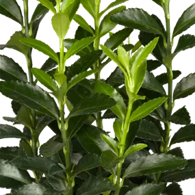 Euonymus japonicus 'Green Spire' sense