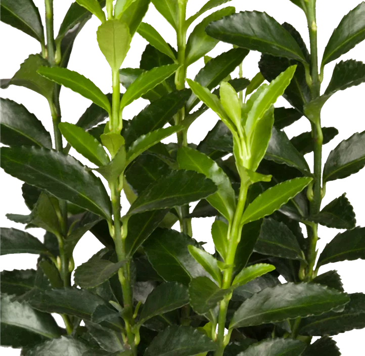 Japanspindel 'Green Spire'