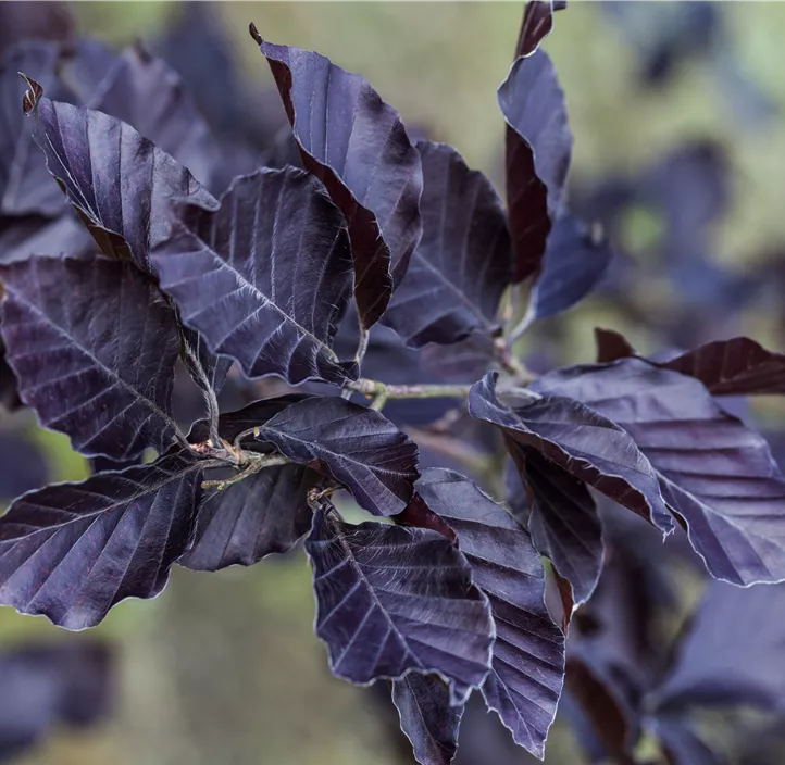 Blutbuche 'Swat Magret', 15 Liter Topf