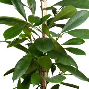 Ficus altissima