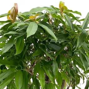 Ficus Amstel King geflochten