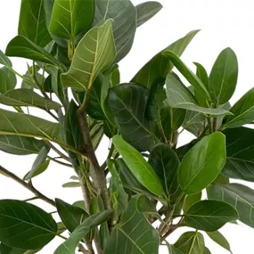 Ficus benghalensis Audrey Flachgeflecht