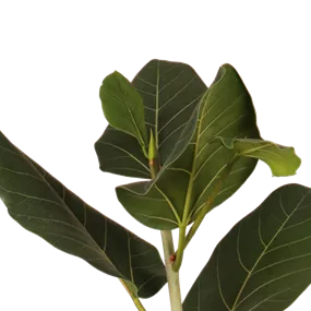 Ficus benghalensis Audrey Stamm