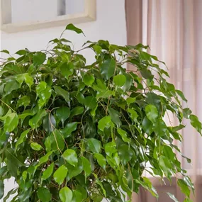 Ficus benjamina exotica Köcher