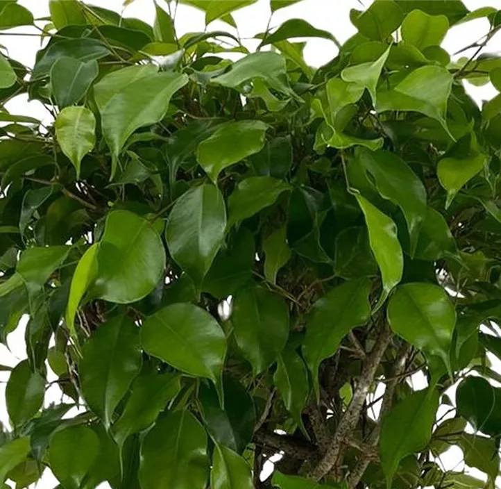 Birken-Feige 'Exotica'