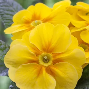 Primula acaulis