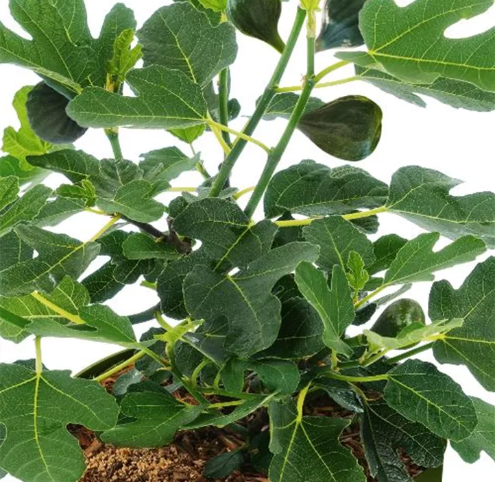 Feige 'Lucky Berry'®