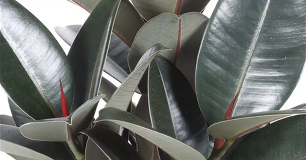 monstera rankend Rhaphidophora tetrasperma – Mini-Monstera, rankend