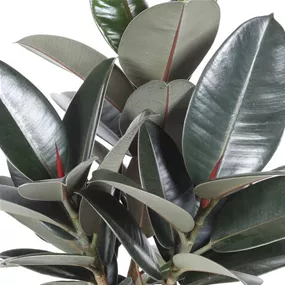 Ficus elastica Abidjan Tuff
