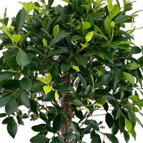 Ficus Nitida geflochtener Stamm