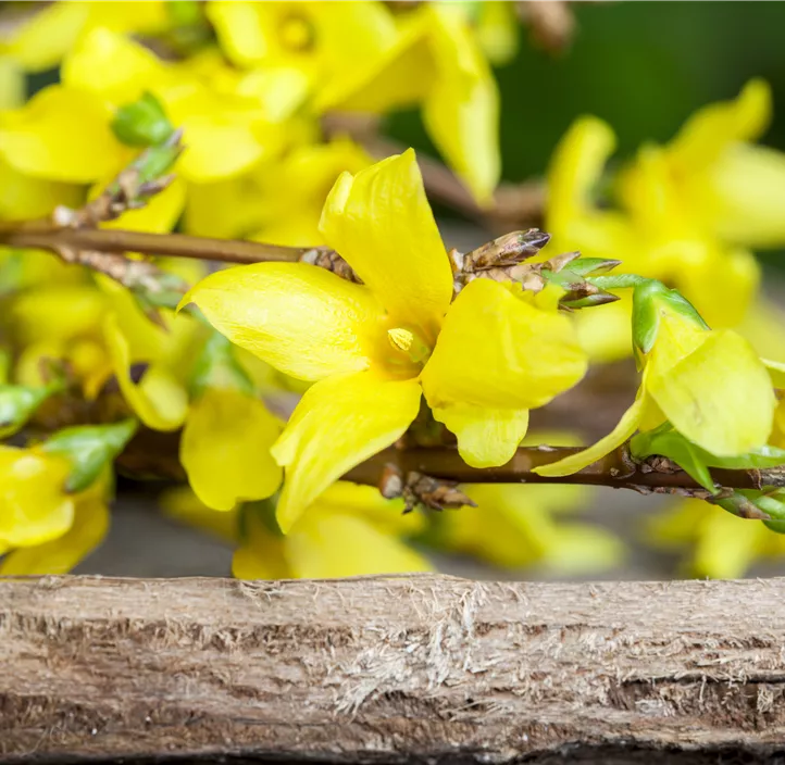 Forsythie 'Beatrix Farrand'