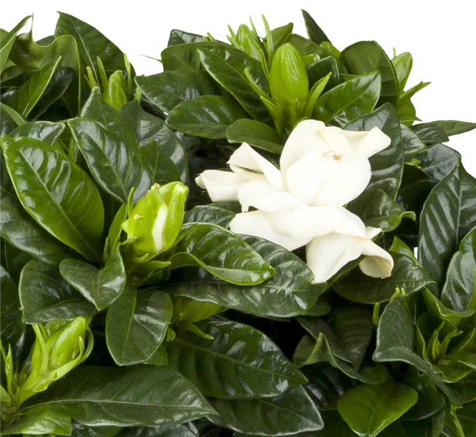 Gardenia jasminoides Crown Jewel, Kap-Gardenie 'Crown Jewel' - Bellaflora