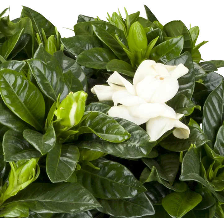 Kap-Gardenie 'Crown Jewel'