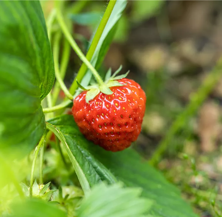 immertragende Erdbeere 