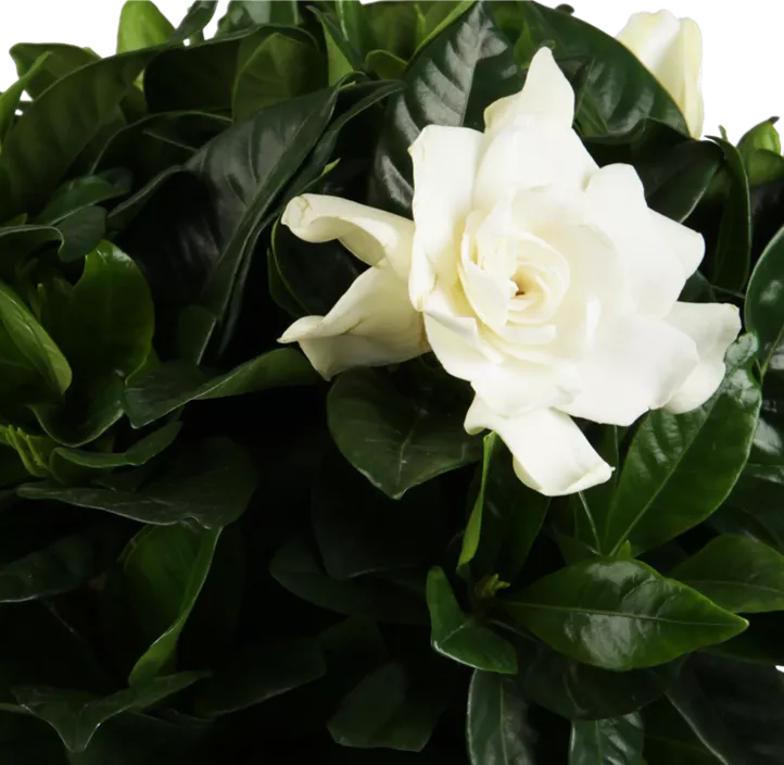 Kap-Gardenie 'Golden Crown'