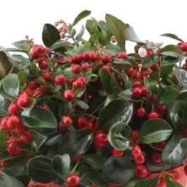 Gaultheria procumbens Big Berry