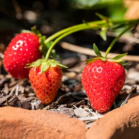 Fragaria ananassa remontierend