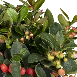 Gaultheria procumbens Color Surprise