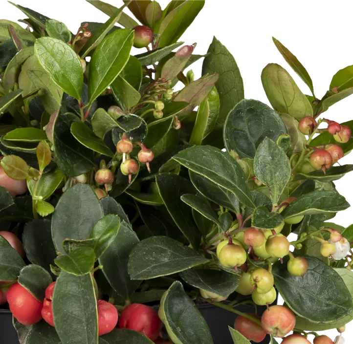 Zweifärbige Teppichbeere