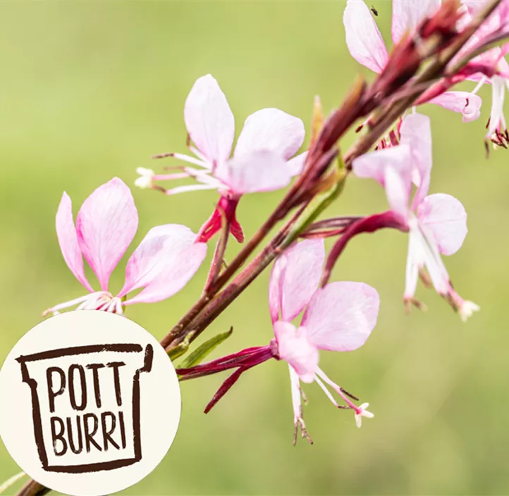 Garten-Prachtkerze 'Gaudi Medium Rose'