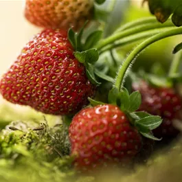 Fragaria Sondersorten