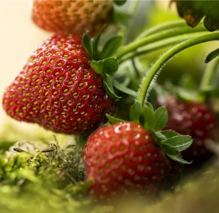 Garten-Erdbeere