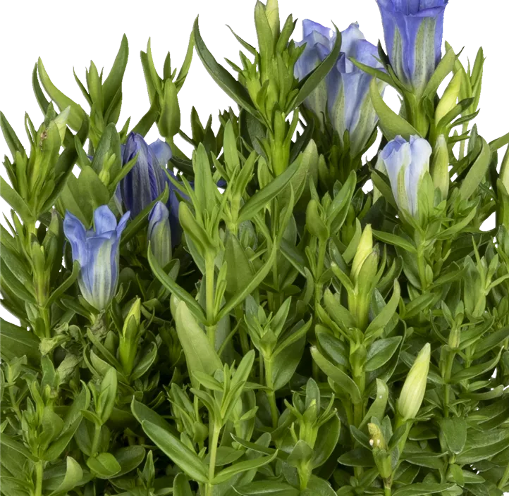 Pyramidaler Garten-Enzian 'Diana'