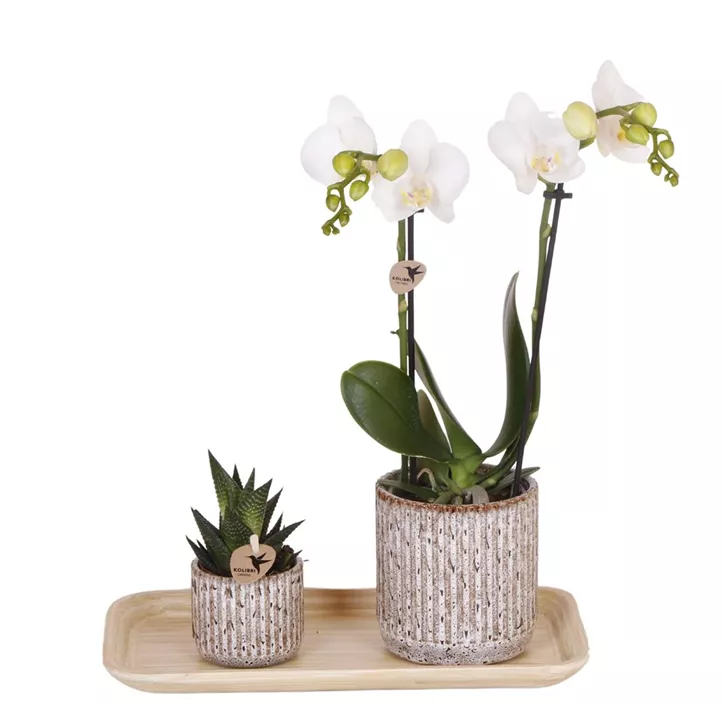 Geschenkset Kolibri Colonial