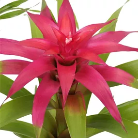 Guzmania Deseo Pink