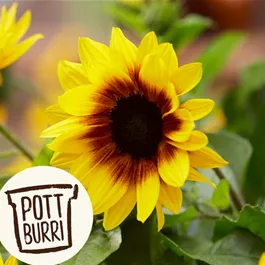Helianthus annuus Sunbelievable Pottburri