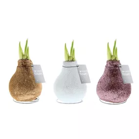 Hippeastrum Glitterz® Charm Mix