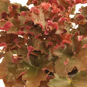 Heuchera Frilly