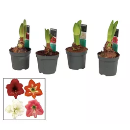 Hippeastrum hybride Kolibri