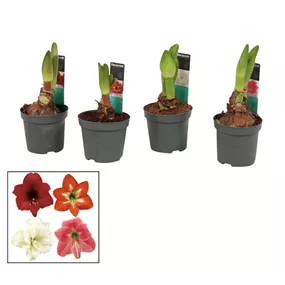 Hippeastrum hybride Kolibri