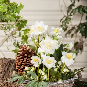 Helleborus Christmas Carol