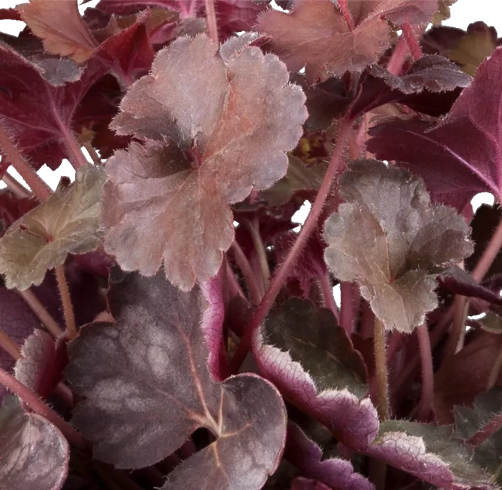 Purpurglöckchen 'Galaxy'